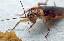Вредители в доме: чем опасны домашние тараканы