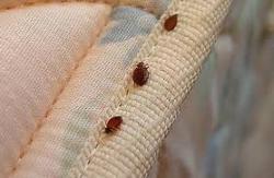 Профилактика от постельных клопов: как избежать нашествия домашних насекомых