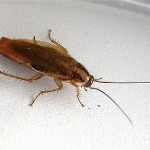 самостоятельная борьба с тараканами