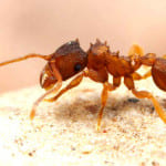 Избавляемся от муравьев с нашатырным спиртом