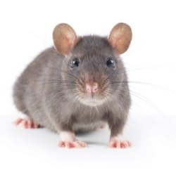 Информация о мышах в доме