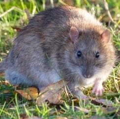 Информация об опасности крыс в доме