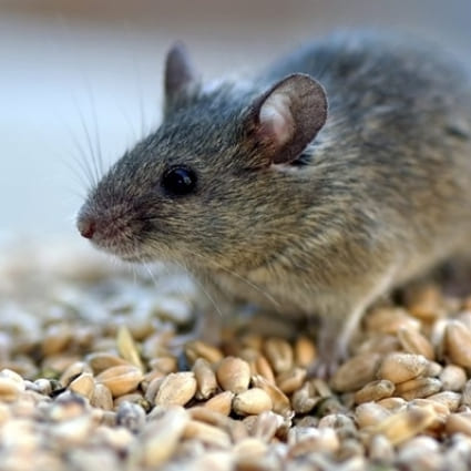 12 способов устранения мышей в домашних условиях