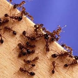 методы борьбы с муравьями в доме