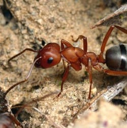 Опасность муравьев в доме