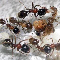 Сроки жизни муравьев