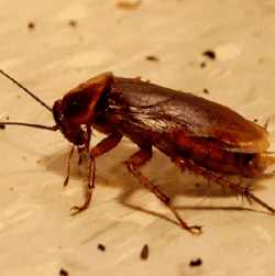Информация о вреде тараканов