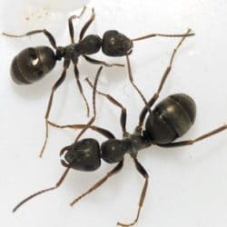 Жизнь муравьев информация