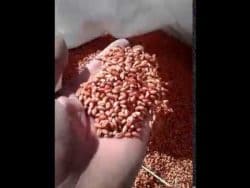 Протравка зерна перед посевом