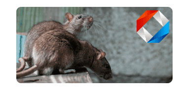 уничтожение крыс